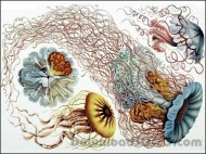 Art Forms in Nature by Ernst Haeckel screenshot